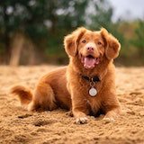 dog-images-2